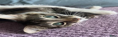 American Longhair 1