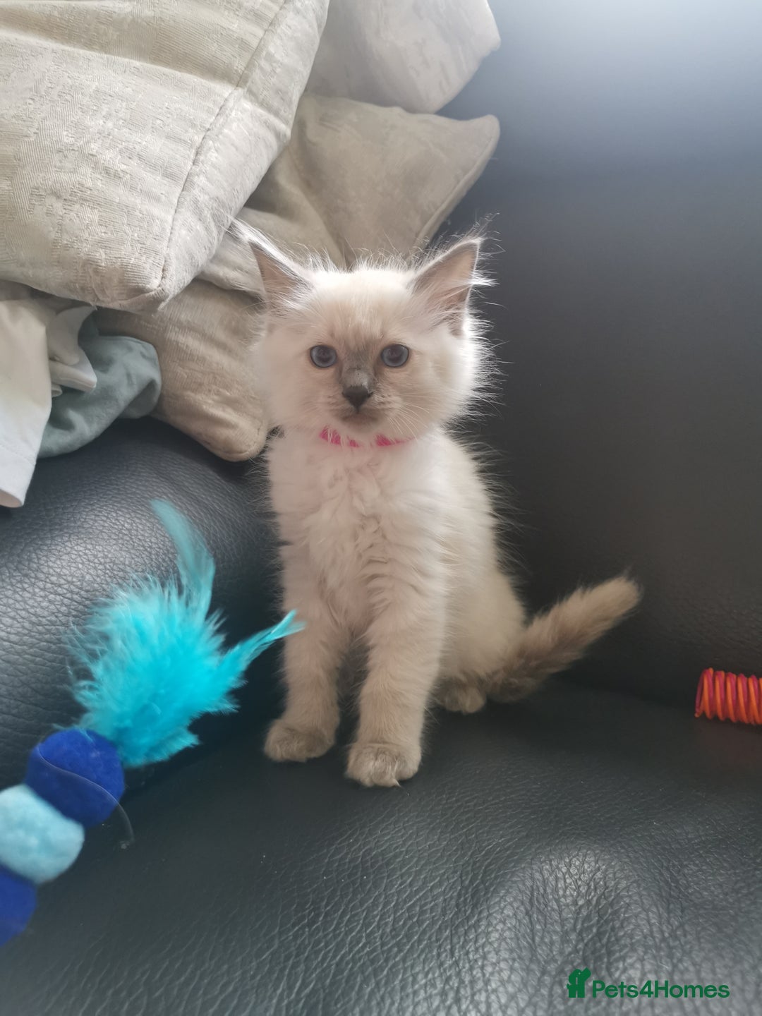 Ragdoll cats for sale: Pure breed health tested ragdoll kittens  - Image 9