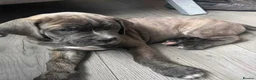 Cane Corso dogs for sale: 11 month old cane corso - Advert 5