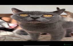 British Shorthair cats for sale: British shorthair female  - Image 3