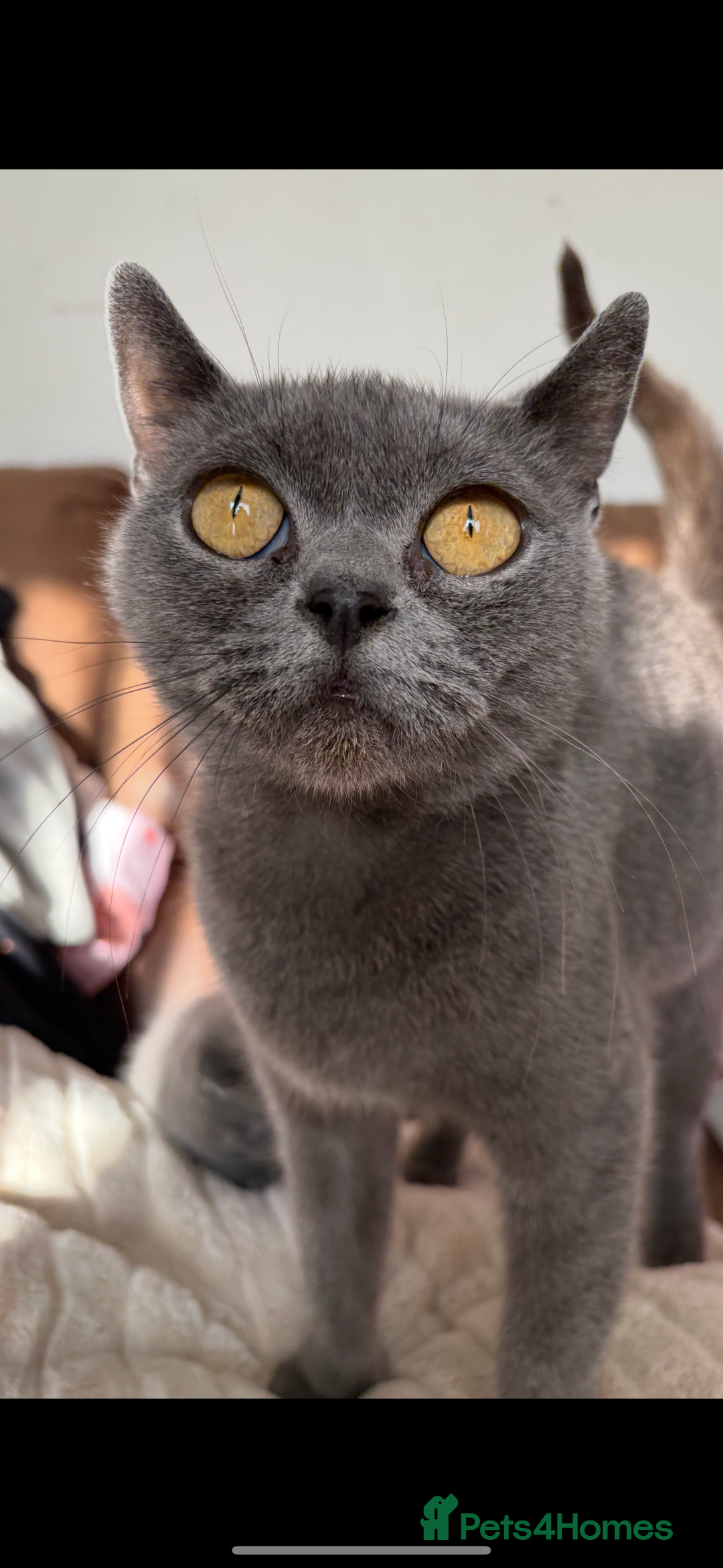 British Shorthair cats for sale: British shorthair female  - Image 3