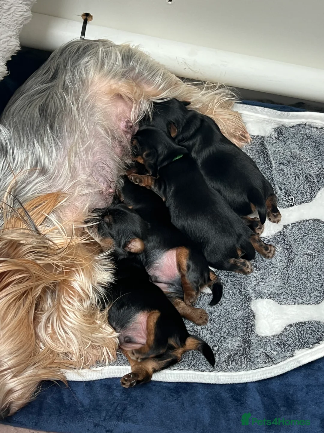 Yorkshire Terrier dogs for sale: Exceptional Pure Yorkshire Terrier Boys  - Advert 8