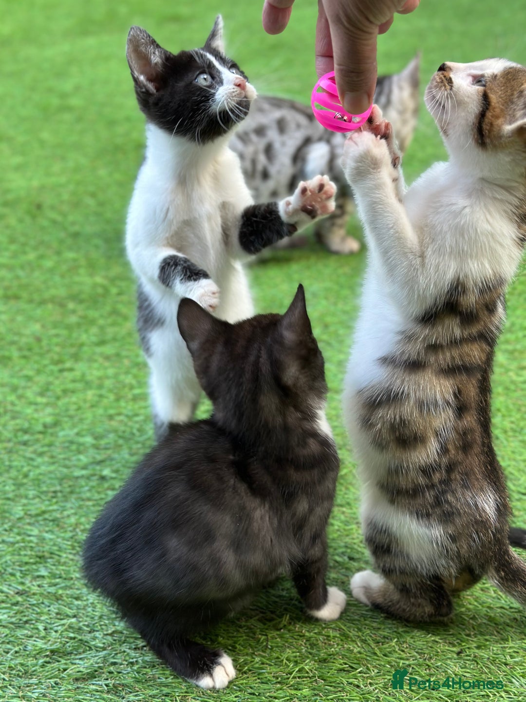 Bengal cats for sale: Gorgeous Bengal X Kittens!! Price Reduced!! - Image 5