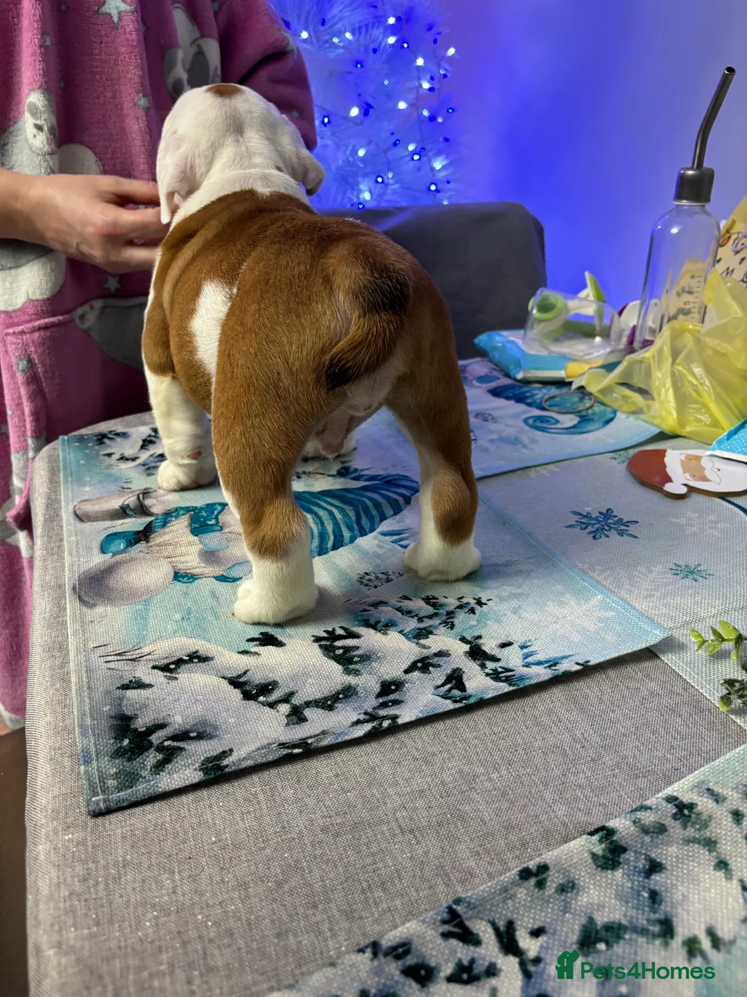 English Bulldog dogs for sale: KC Reg English bulldog male puppy - Advert 7