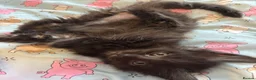 Maine Coon cats for sale: Gorgeous XL Russian Maine Coon X GCCF BSH kittens - Advert 8