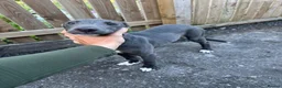 Greyhound dogs for sale: Bull x grey dog pup in Crook - Advert 2