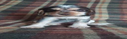Cocker Spaniel dogs for sale: Beautiful hereditary clear show cocker spanial - Advert 6