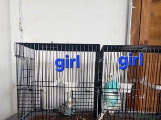 Budgerigars birds budgies - Advert 6