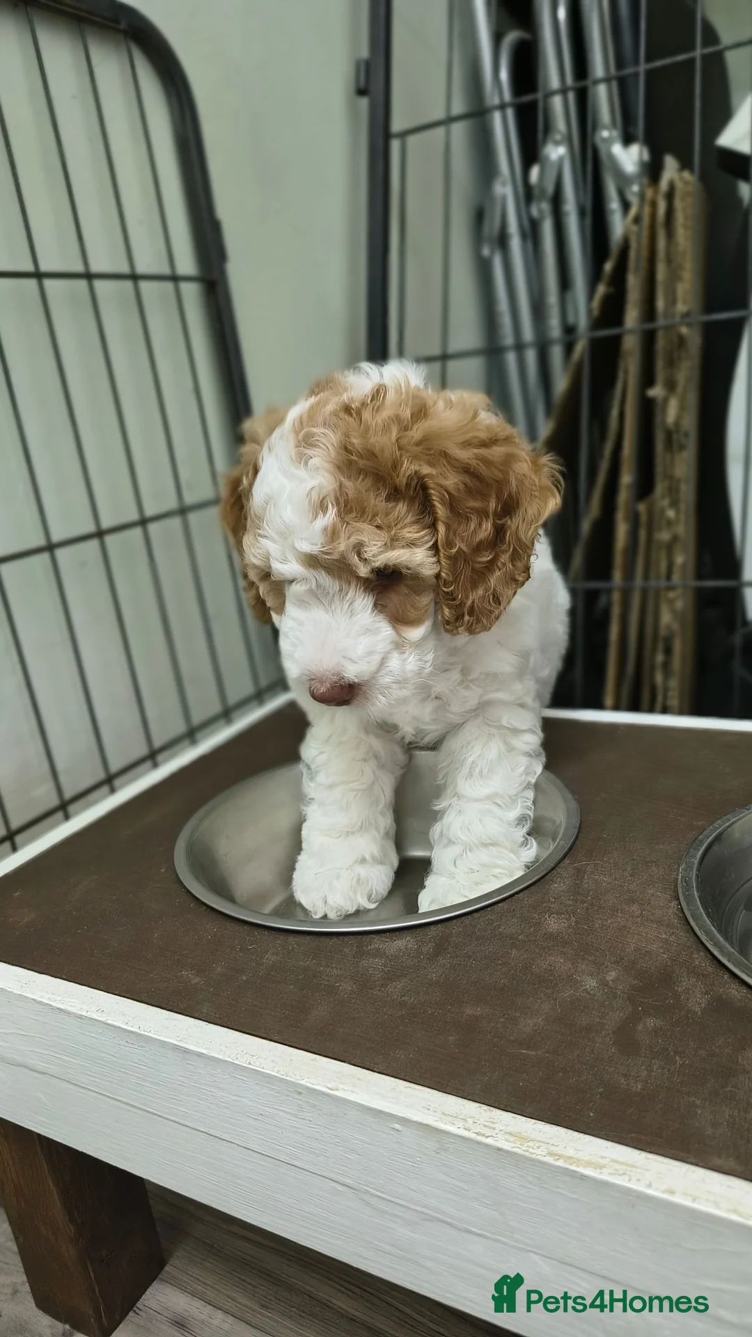 Cockapoo dogs for sale: Stunning F2b cockapoo puppies 8 weeks old - Advert 2
