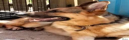German Shepherd dogs for sale: 3 year old boy  in Sheffield - Advert 4