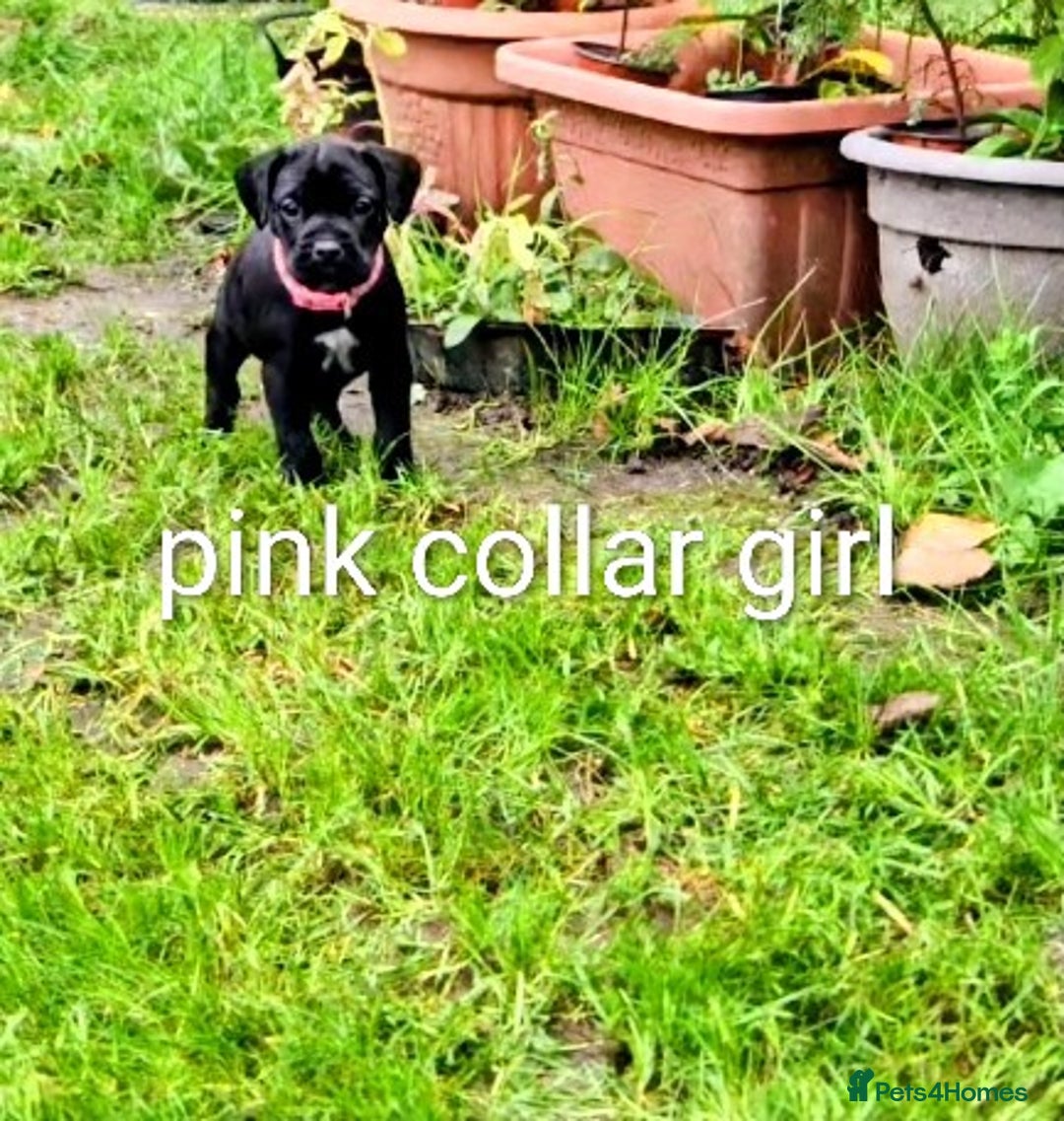 Mixed Breed dogs for sale: French bulldog x German short haired puppies - Advert 8