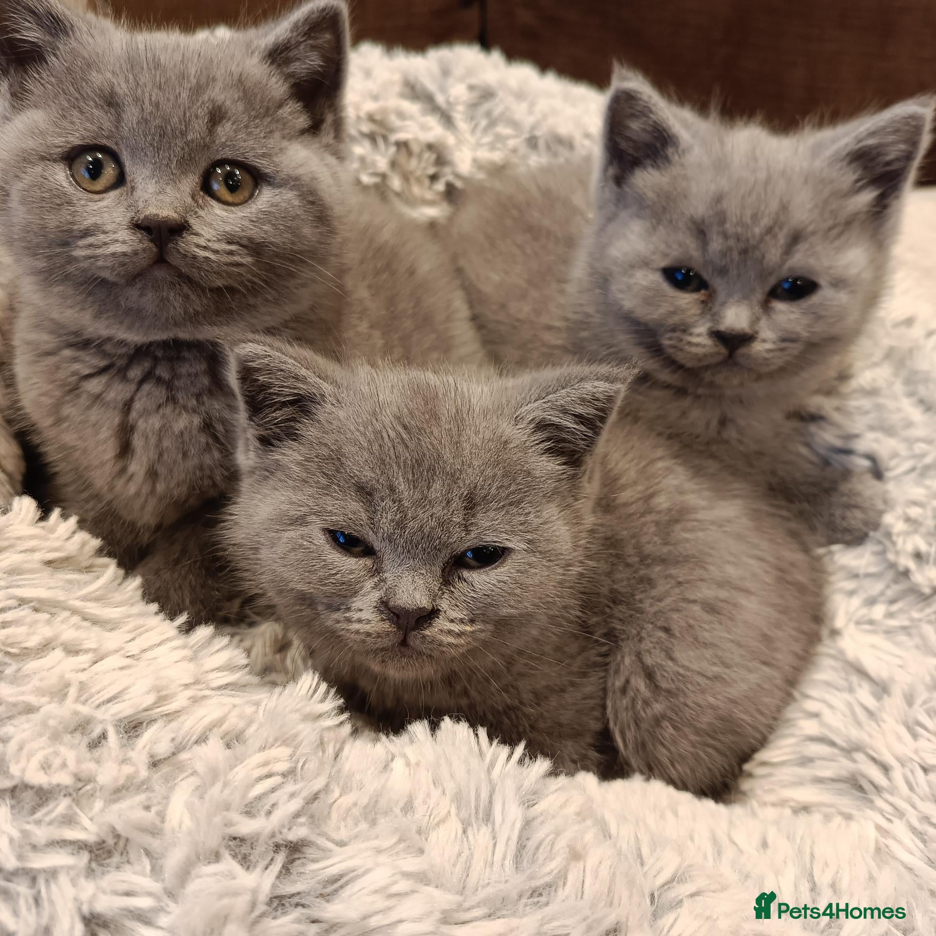 British Shorthair cats for sale: Blue British shorthairs kittens with GCCFpedigree - Advert 2