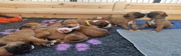 Boxer dogs for sale: Beautiful Pedigree Boxer Puppies - Advert 28