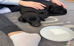 Labrador Retriever dogs for sale: Beautiful 11 week old Lab puppy (female) - Image 3