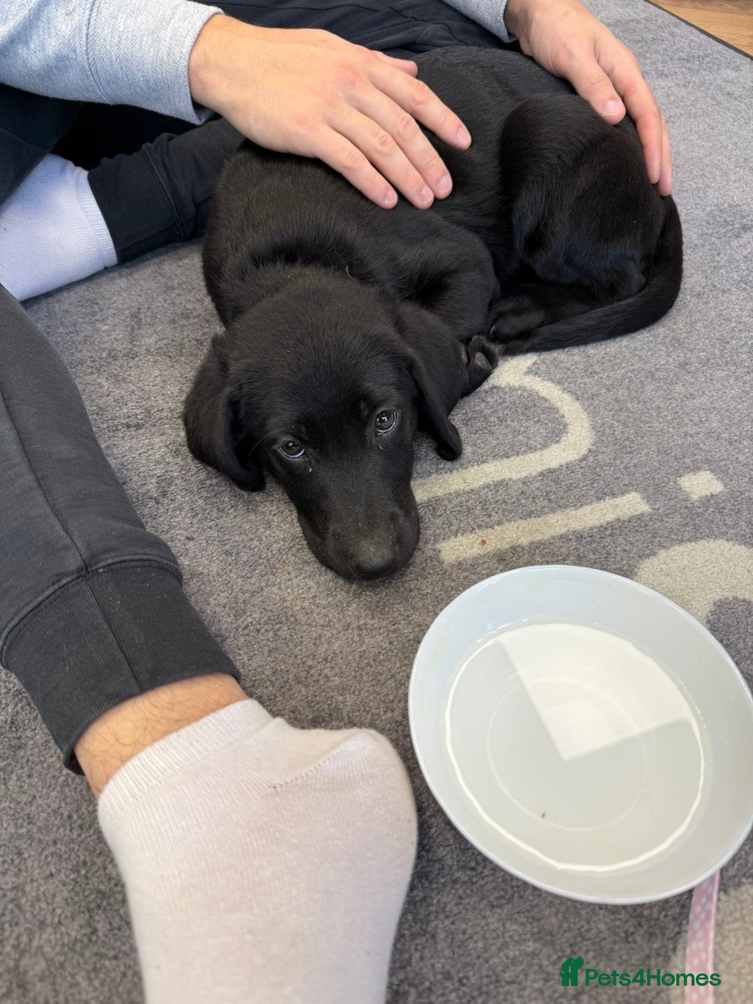 Labrador Retriever dogs for sale: Beautiful 11 week old Lab puppy (female) - Image 3