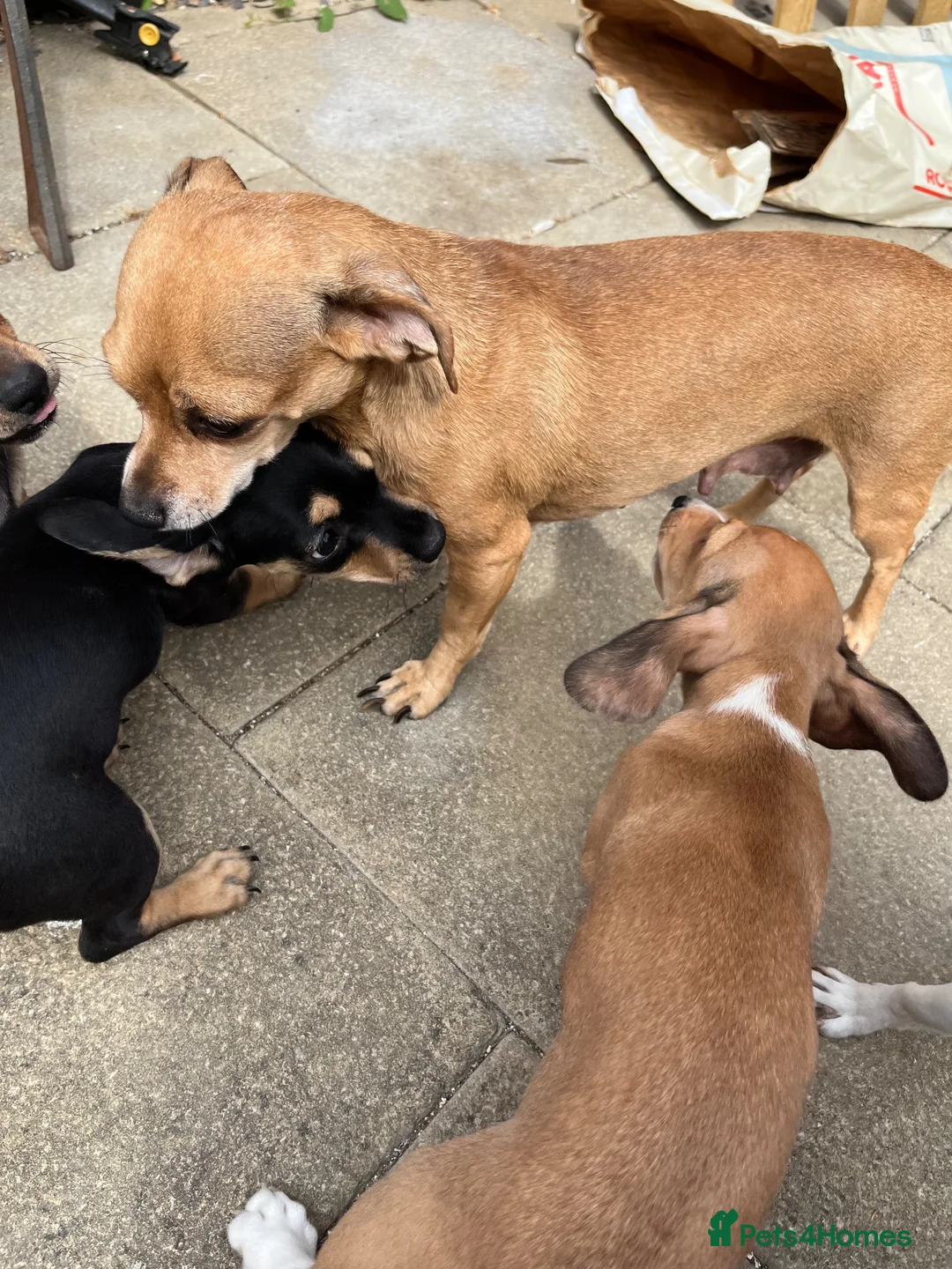 Chiweenie dogs for sale: Beautiful dachshund/chi pups - Advert 10