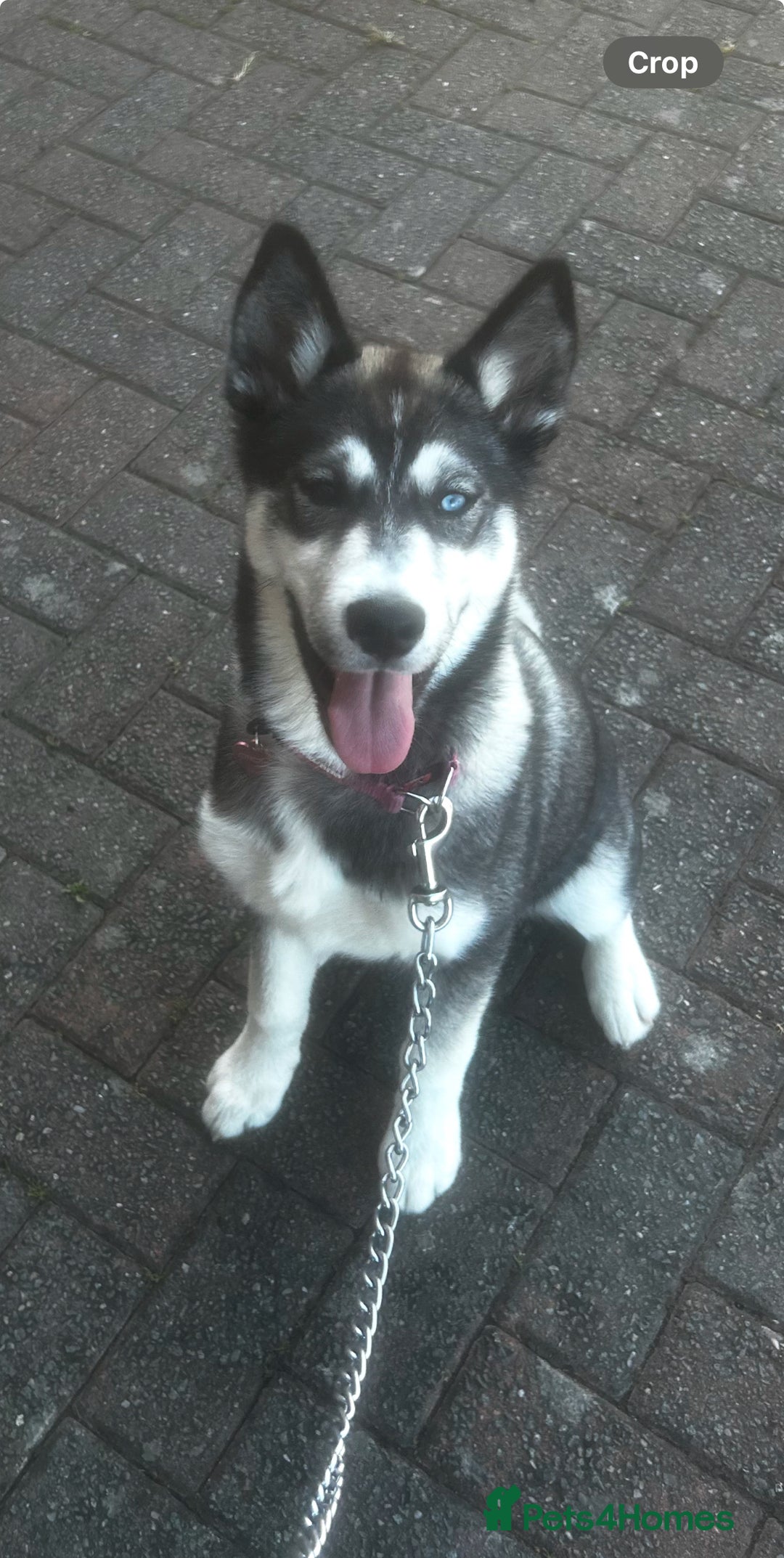 Siberian Husky dogs for sale: 6 month female husky  - Image 5