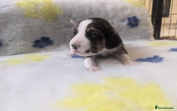 Beagle dogs for sale: Champion Show Line Beagle Puppies - Image 15