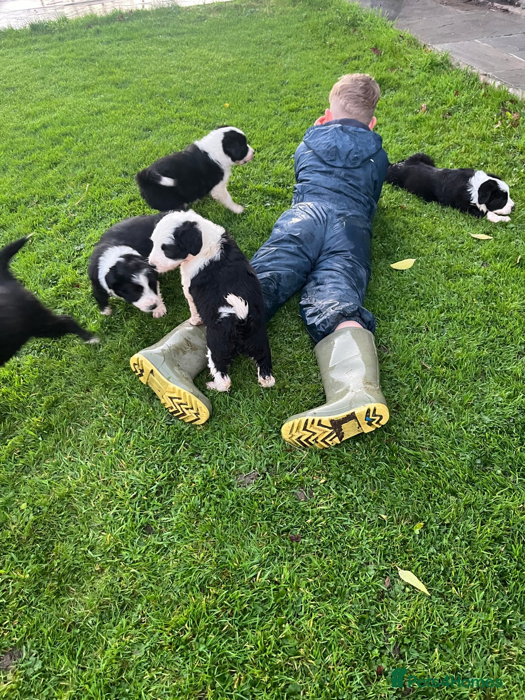 Bearded Collie dogs for sale: Six beautiful Beardie puppies for sale - Image 8