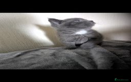 Domestic Shorthair cats for sale: Grey kitten - Advert 5