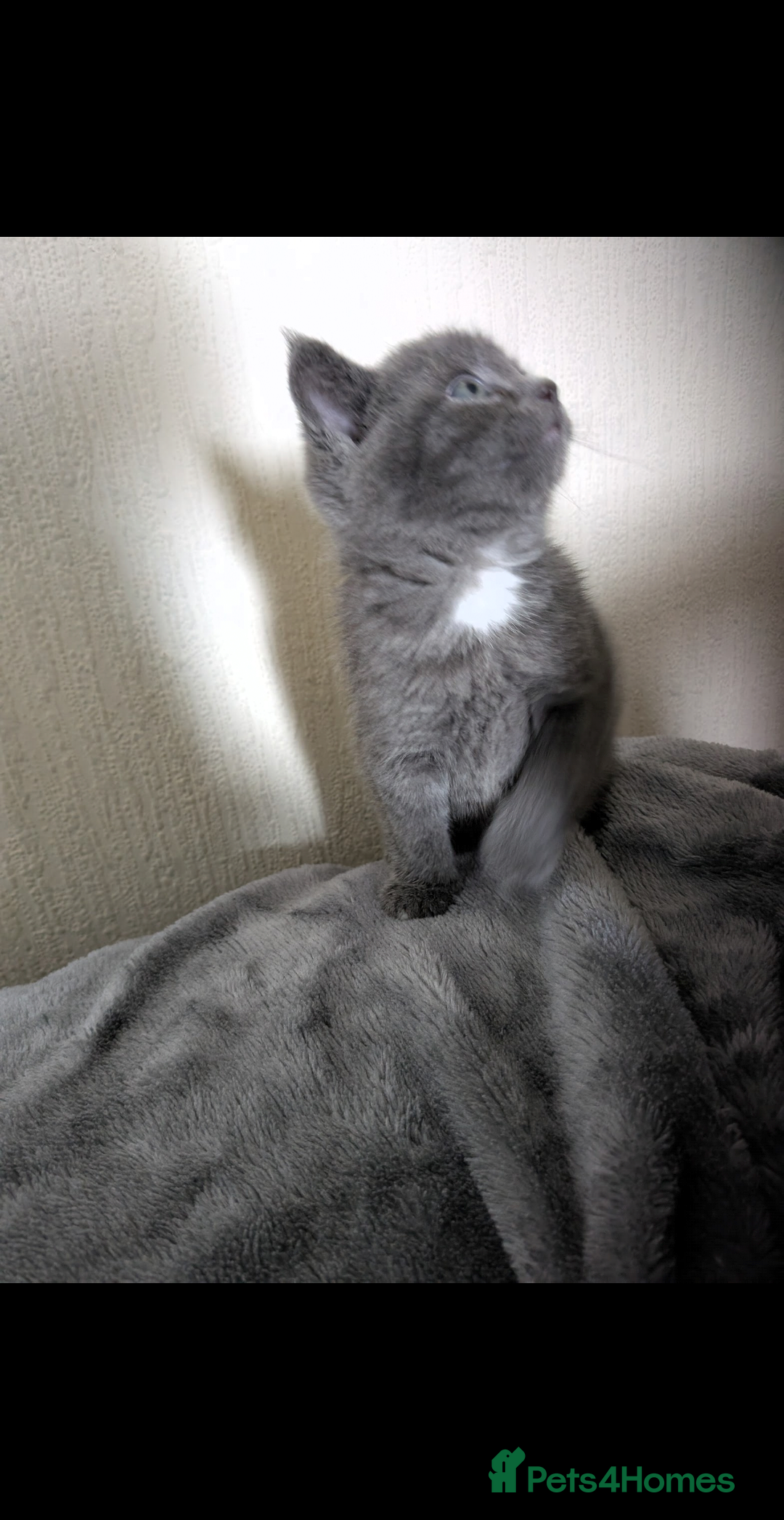 Domestic Shorthair cats for sale: Grey kitten - Advert 5