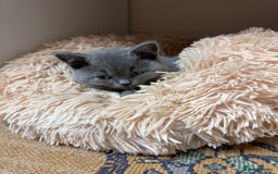 British Shorthair cats for sale: Incredible GCCF British shorthaired kittens  - Image 9