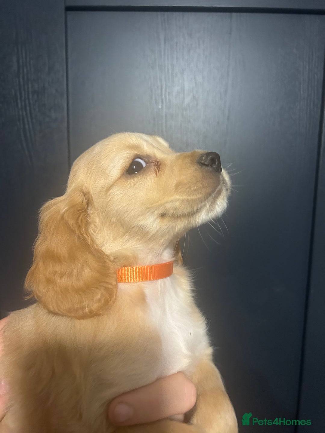 Cocker Spaniel dogs for sale: 3 Cocker Spaniel Puppies. 💙💙💙 - Advert 15