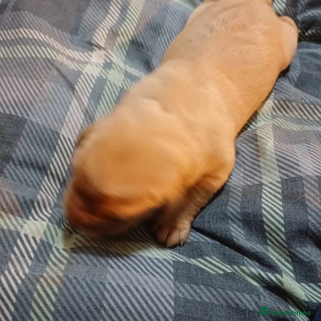 Labrador Retriever dogs for sale: KC Registered Fox Red Labrador Puppies - Advert 4