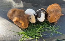 Guinea Pig rodents for sale: Boy baby guinea pigs - well handled  - Image 3