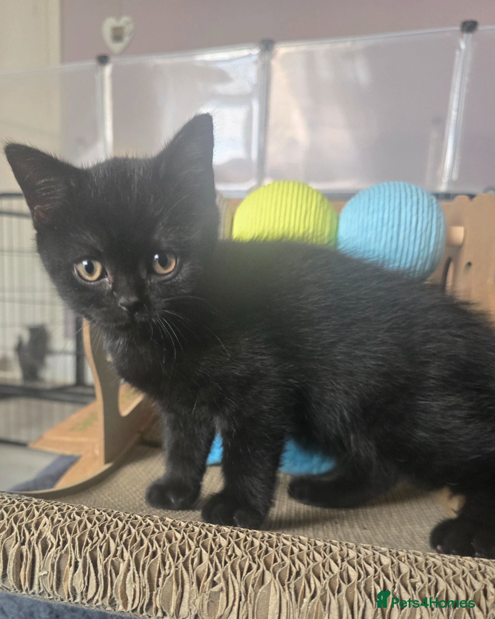 British Shorthair cats Beautiful kittens looking forever home 🏡 😍  - Advert 1