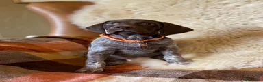 German Shorthaired Pointer 3