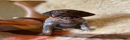 German Shorthaired Pointer dogs for sale: Kc female GSP - Advert 5