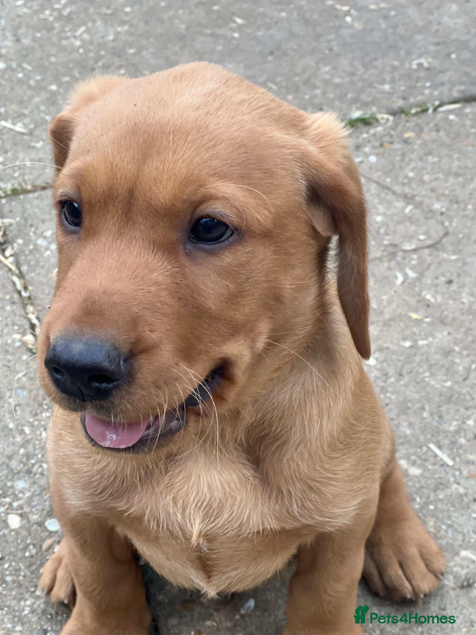 Labrador Retriever dogs for sale: Stunning Fox Red Labrador pups for sale - Advert 12