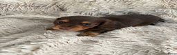 Miniature Dachshund dogs for sale: Last little long haired chocolate boy pup - Advert 32