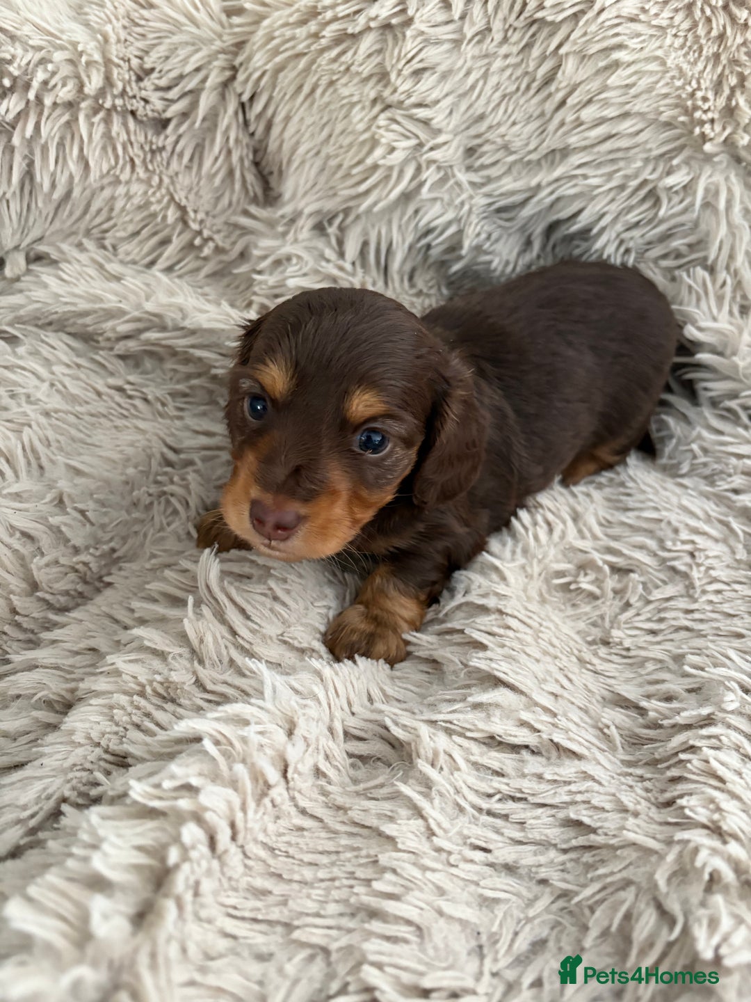 Miniature Dachshund dogs for sale: Long haired mini male dachshunds pups KC reg  - Image 15
