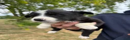 Border Collie dogs for sale: Fantastic Rough Coated Border Collies - Advert 8