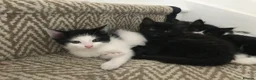 Mixed Breed cats for sale: Ragdoll X Kittens! £100-£160 - Advert 14