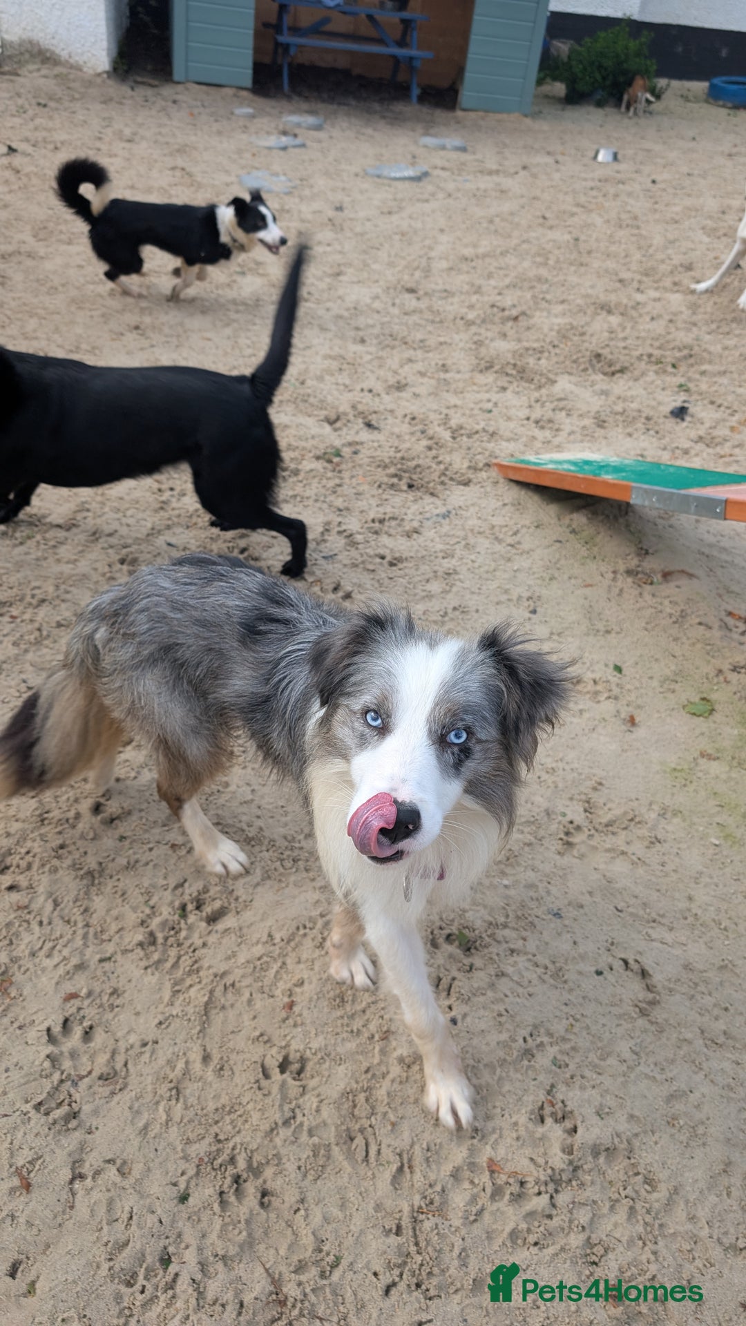 Border Collie dogs for stud: Macca - Image 4