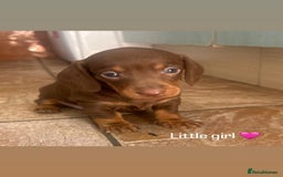 Miniature Dachshund dogs for sale: READY TO LEAVE BLACK/TAN MINIATURE DACHSHUND KC  - Image 7