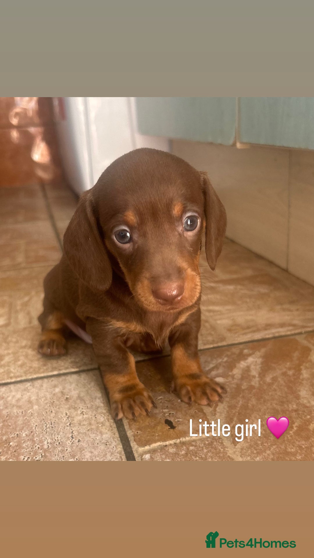 Miniature Dachshund dogs for sale: READY TO LEAVE BLACK/TAN MINIATURE DACHSHUND KC  - Image 7