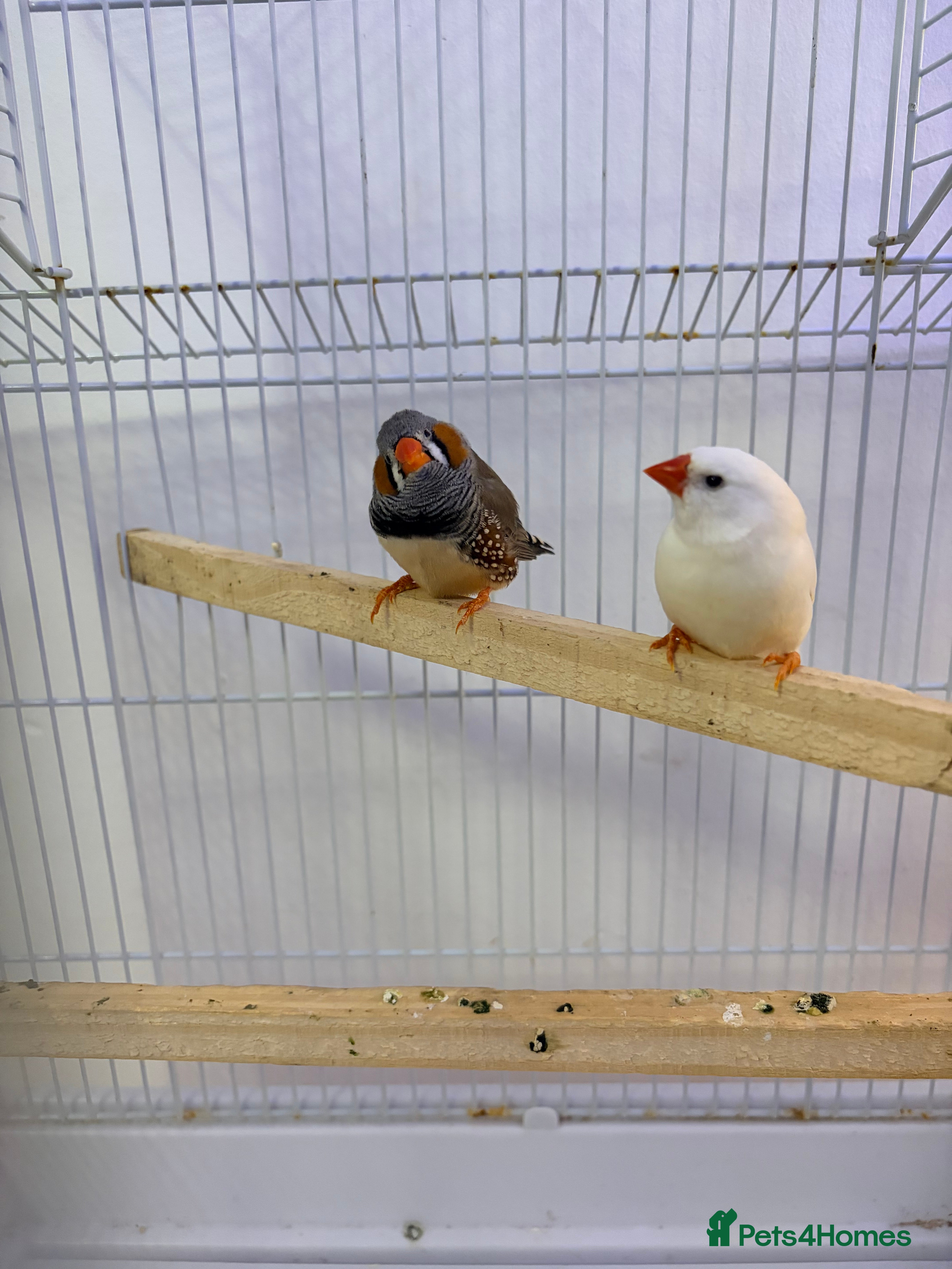 Finches birds Pair of bonded zebra finches and cage  - Advert 1