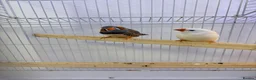 Finches birds for sale: Pair of bonded zebra finches and cage  - Advert 1