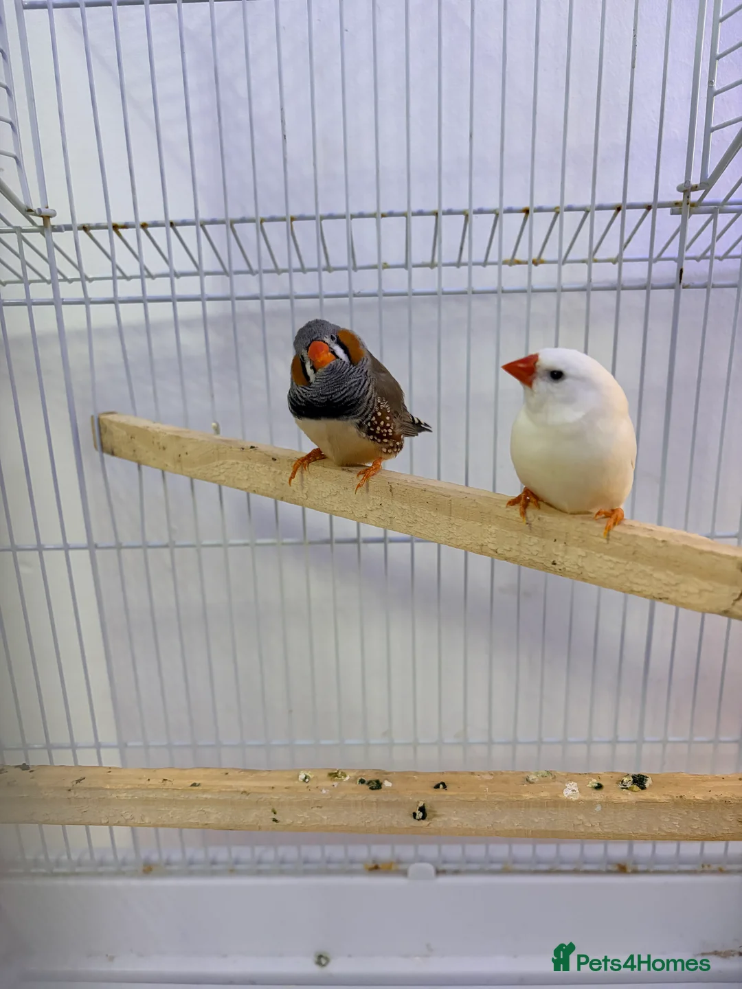 Finches birds for sale: Pair of bonded zebra finches and cage  - Advert 1