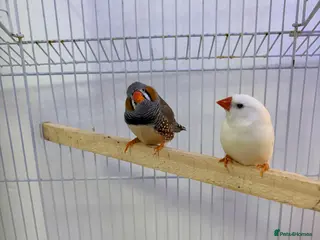Finches birds Pair of bonded zebra finches and cage - Advert 8