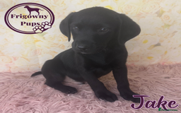 Labrador Retriever dogs for sale: Adorable KC Reg Labrador Puppies *Ready Now* - Image 5