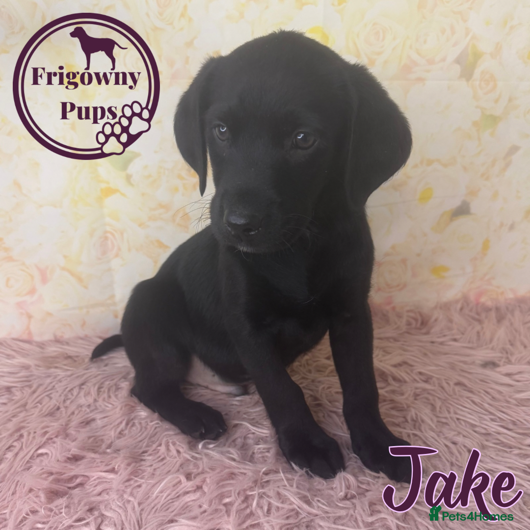 Labrador Retriever dogs for sale: Adorable KC Reg Labrador Puppies *Ready Now* - Image 5