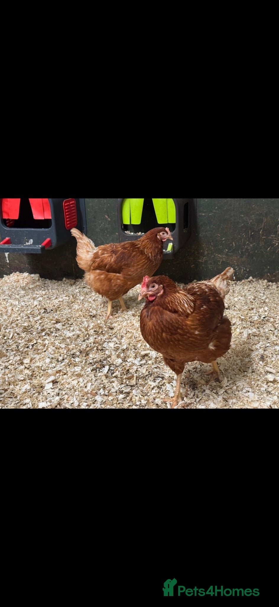 Chickens poultry Warrens - Advert 1