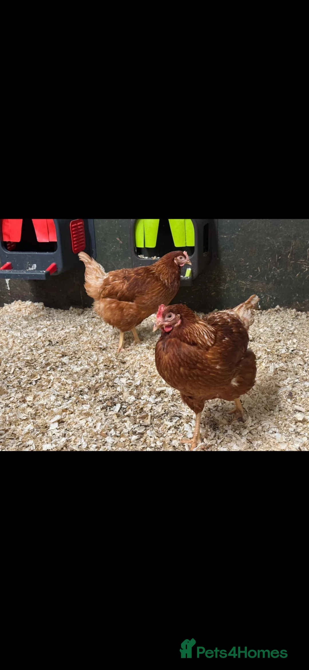 Chickens poultry for sale: Warrens in Coventry - Advert 1