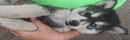 Pomsky dogs for sale: ❤️ POMSKY PUPPIES READY NOW ❤️ in Port Talbot - Advert 7