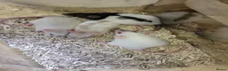 Rat rodents for sale: Beautiful full size and dwarf rats ready now - Advert 2